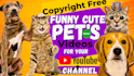 make monetizable cute funny pets compilation videos