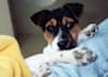 answer your dog training question