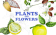 draw flower, plant, fruit digitally