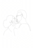 create one line art simple outline vector picture from photo