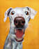 create custom hand painted acrylic pet portraits