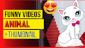 create funny animal compilation videos for youtube and fb