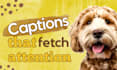 write social media captions for dog business
