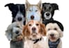 amazing vector pet for you pet lovers