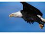 do Eagle Eye Testing