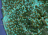 geocode addresses to longitude and latitudes