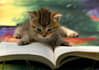 edit and proofread your articles, up to 1000 words