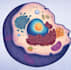offer histology cell biology mycology task