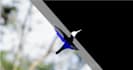do vfx, rotoscoping, roto, green screen remove professionally