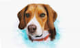 hand draw realistic pet portrait