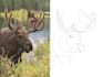 design a fine line tattoo design from any photo