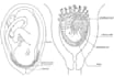 draw professional anatomy and medical illustrations