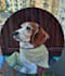 paint your dog, cat, rabbit, other pets with acrylics