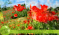 convert a photo into a watercolor image