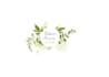 design awesome a botanical logo with express deliver