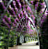 do growing up ornamental lants in Turkey