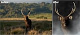 enhance wildlife photos with professional retouching and color grading