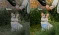 do your pet photo retouching and image editing