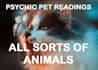 do a psychic animal communication session