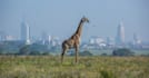 help you with anything related to kenya