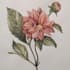 botanical illustration commercial use
