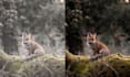 do animal wildlife photography retouching professionally