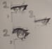 graphic drawing and roblox building