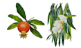 draw your flowers fruits vegetable and botanical plants