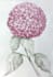create images of flowers