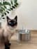 be your ugc cat model for your product or services photos and video
