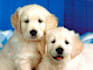 give you over 260 articles on dog training