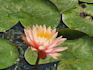 coach you for praana vidya, an ancient vedic healing method
