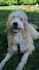 be your dog actor model or spokesperson