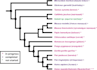 construct phylogenetic tree and visualization through mega  and itol