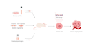design graphical abstracts, medical and scientific illustrations and figures