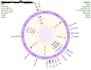 birth chart astrology full report