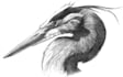 create illustration made with graphite pencil