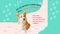 write pet articles and blogs posts as a small animal veterinarian