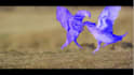 do quality rotoscoping and chroma key in 12 hrs