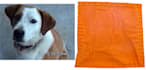 create a  2d  chart pattern from your pets photo