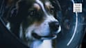 make funny astronomer dog video with your logo and web
