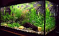 write top notching content about fish, aquariums, and ponds