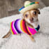 be your chihuahua dog model