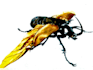 create realistic animal illustration for you