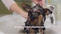 create 3 pet care, and dog grooming service promo video
