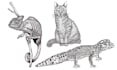make very detailed animal illustrations with ink