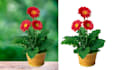 cut out images, cut out background removal