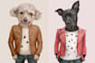 draw your pet in jacket