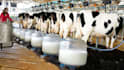 prepare cattle farming, dairy farm business plan for you