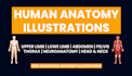 draw human anatomy illustrations